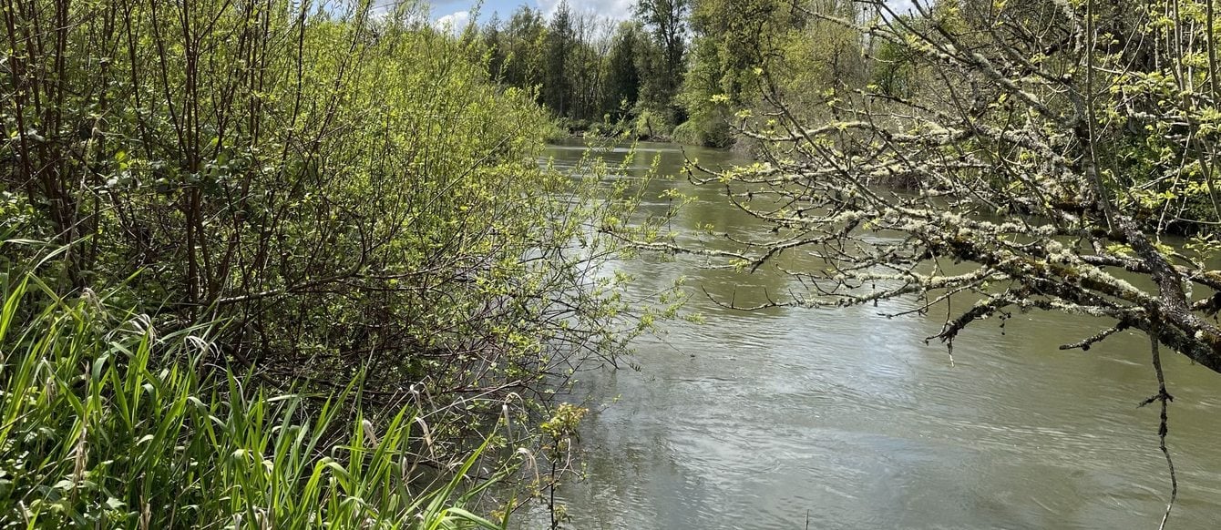 view from the bank of the Pudding River, with lush greenery growing on both banks and puffy white clouds in the blue sky