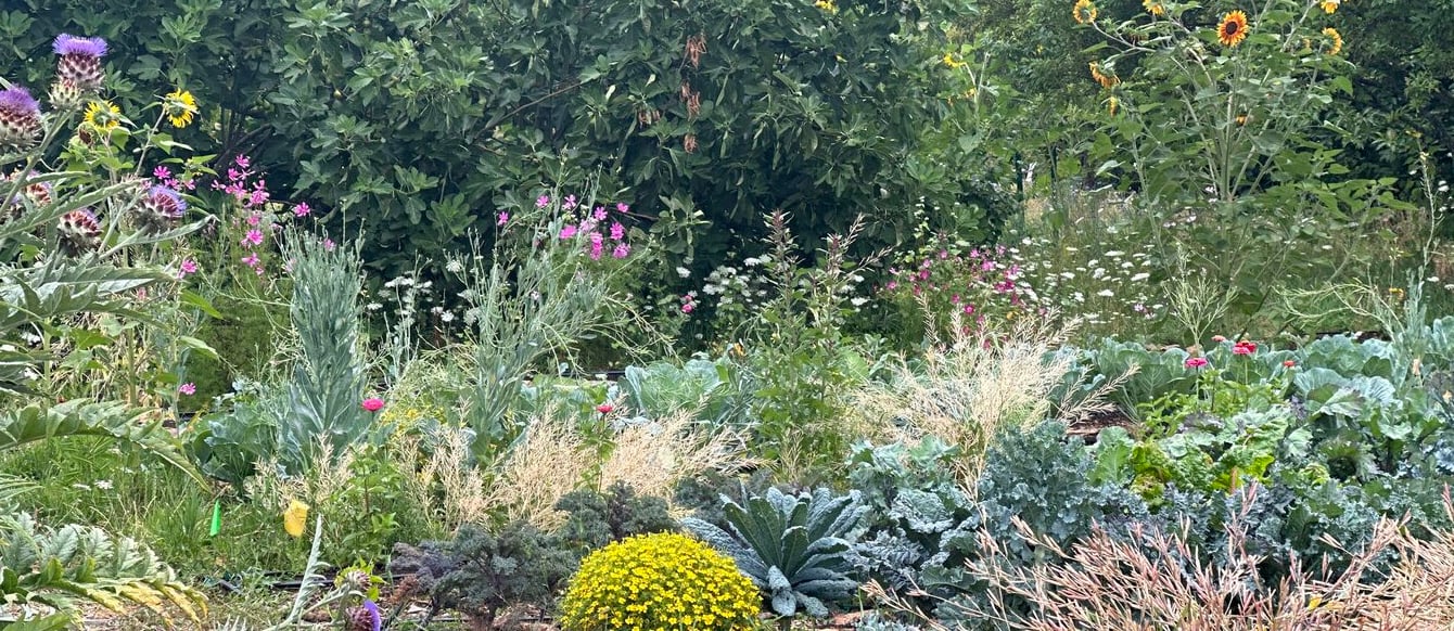 A photograph of rows of kale and sunflowers backed by trees.