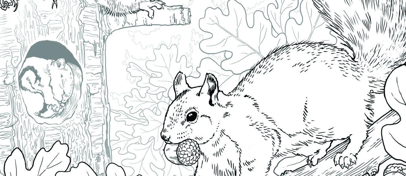 An illustration shows three squirrels in an Oregon white oak tree. One of the squirrels is carrying an acorn in its mouth.