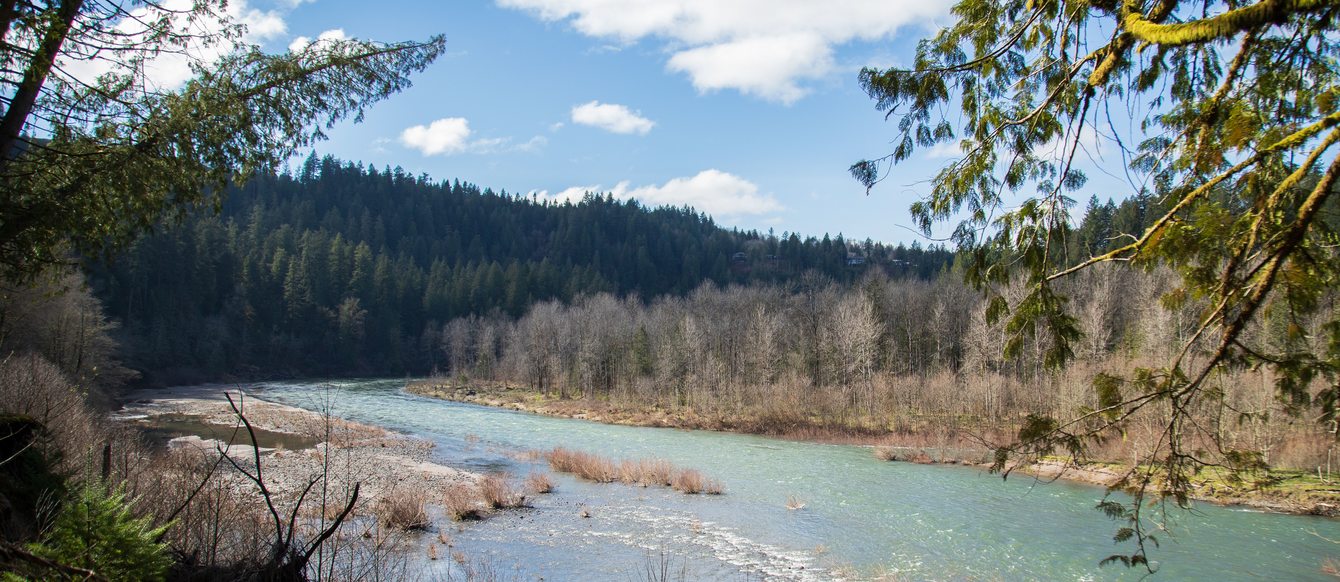 There are trees to the left and right, and through the trees is the Sandy River, with grass poking out of the water, and the forest behind the river in the background.