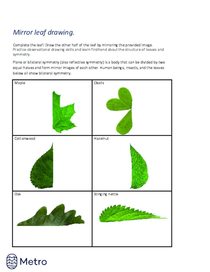 Mirror leaf drawing - no outline