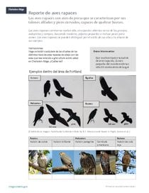 Reporte de aves rapaces