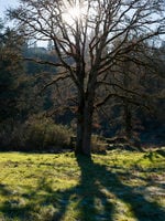 photo of an oak at Canemah Bluff