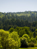 A mixture of deciduous and evergreen trees on the hills of Chehalem Ridge Nature Park