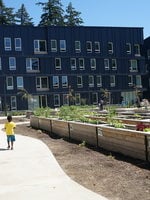 Dark blue multifamily housing buildings in the background with raised garden beds in the foreground and a child in a yellow shirt walking down a path