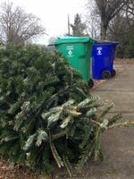 A pine tree laying on it's side next to curbside bins, partly on sidewalk.