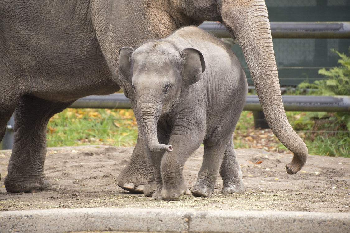 Oregon Zoo | Metro