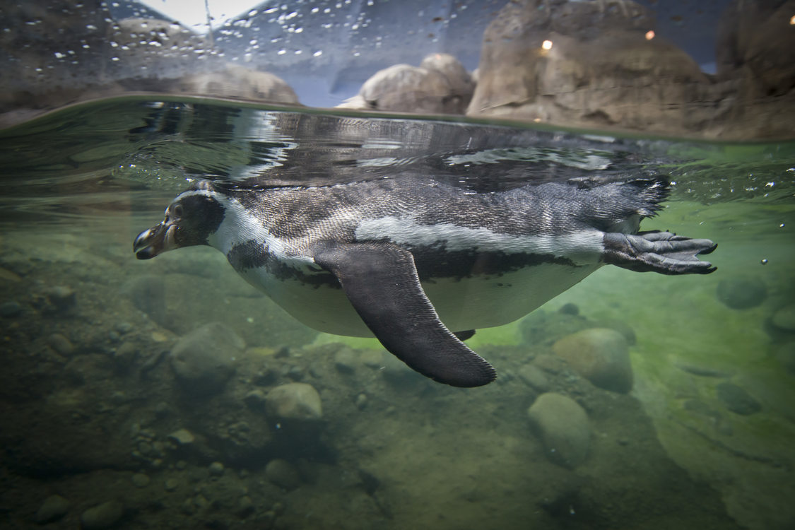 photo of a penguin swimmingin the Oregon Zoo's penguinarium