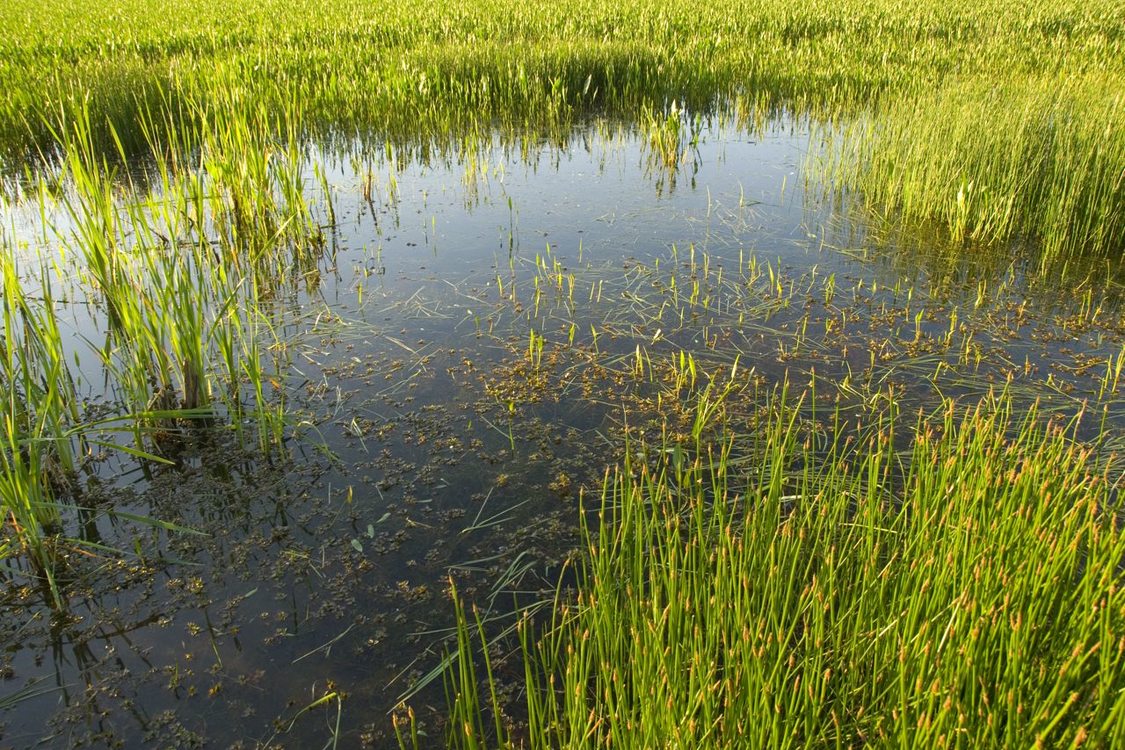 a photo of grassy wetlands