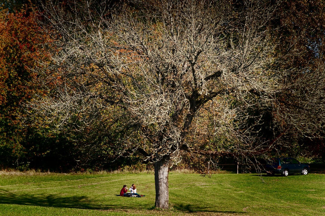 photo of a couple having a picnic under a tree at Howell Territorial Park