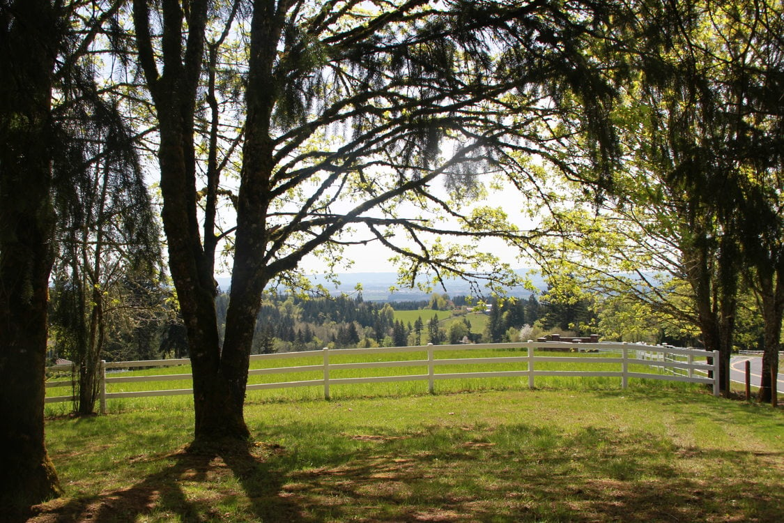 photo of trees and the fenceline at Mason Hill Park