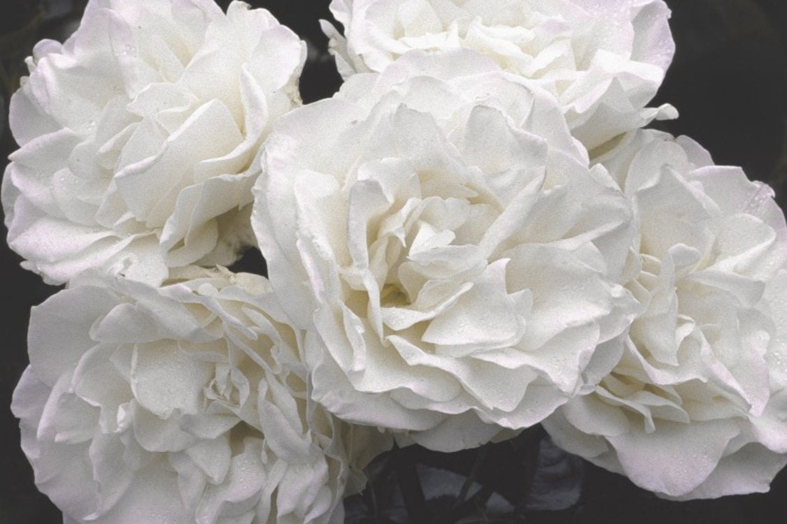 photo of the white Royal Septer rose