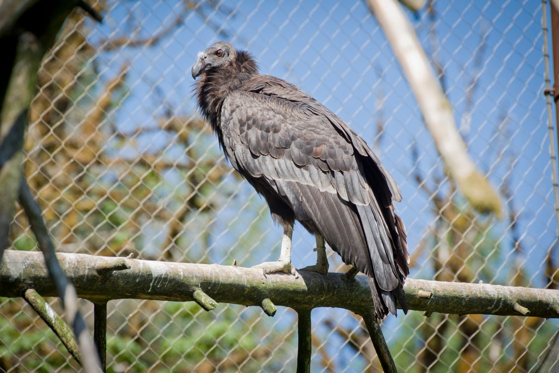 photo of a California condor at the Oregon Zoo