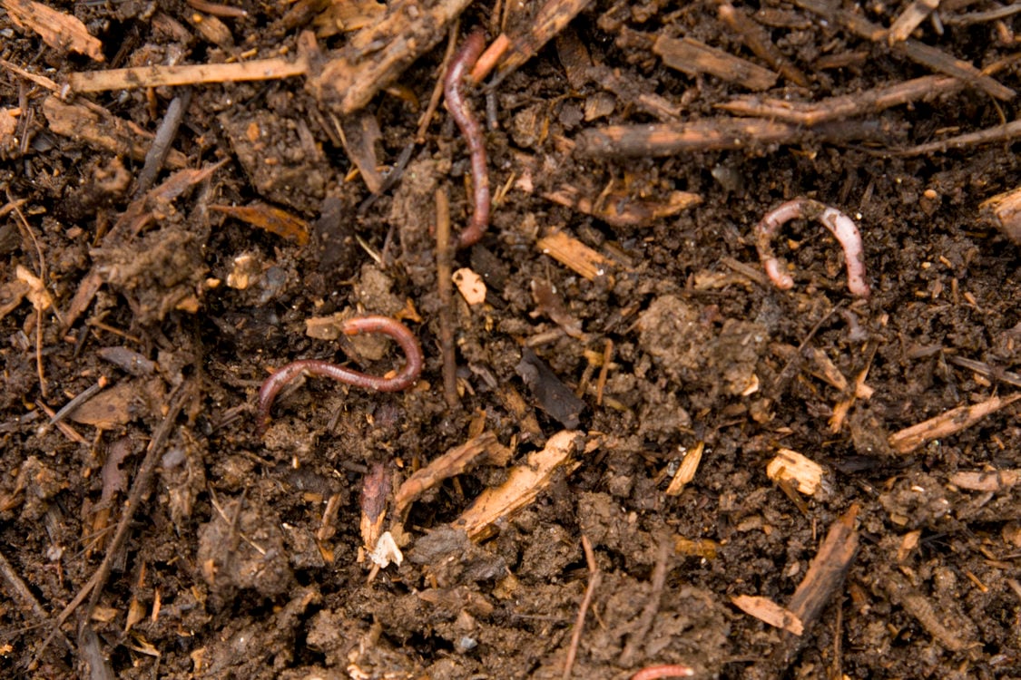 photo of soil and worms