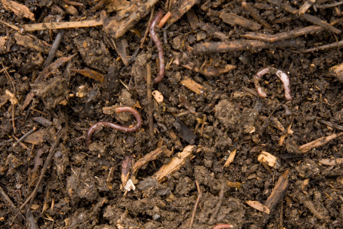 Worm Composting Metro