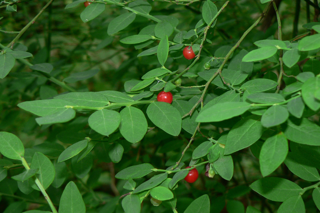 photo of red huckleberries