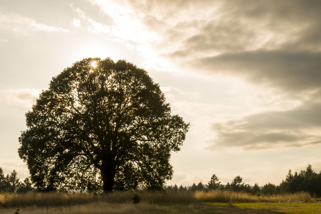 photo of oak tree at Graham Oaks Nature Park