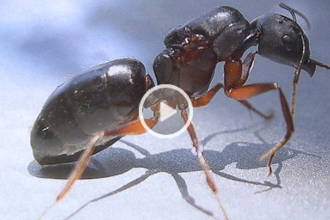 Ants | Metro