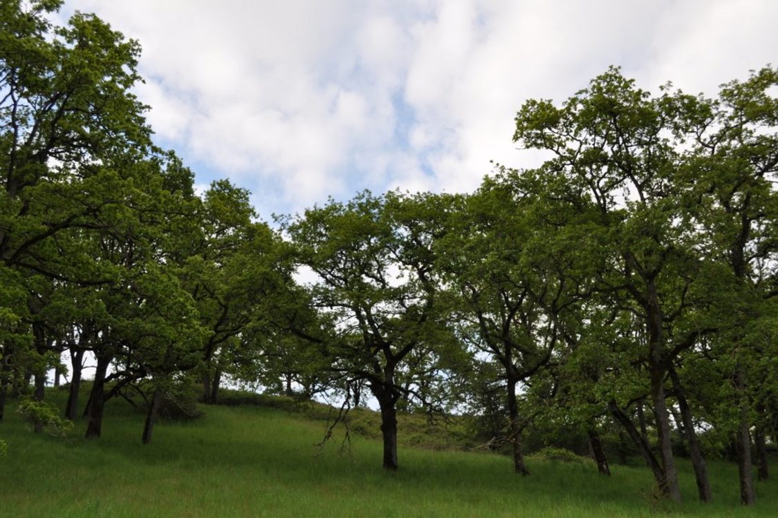 a photo of a group of lush green white oak savanna