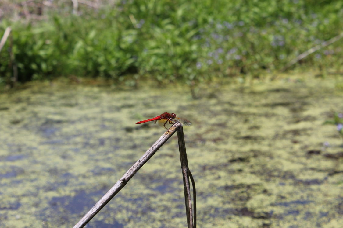 photo of red dragonflies at Grant Butte Wetlands