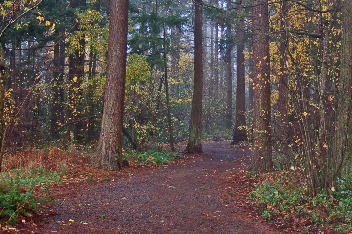 Nadaka Trail Fall Trees