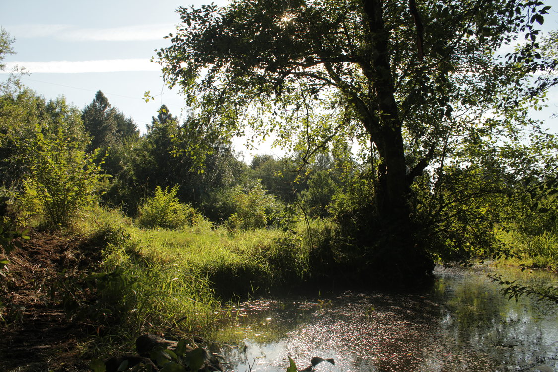 photo of Johnson Creek restoration work