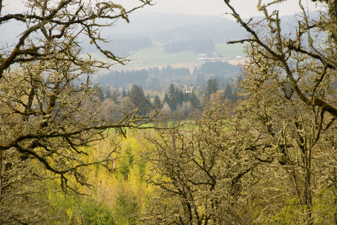 Cooper Mountain overlooking a field