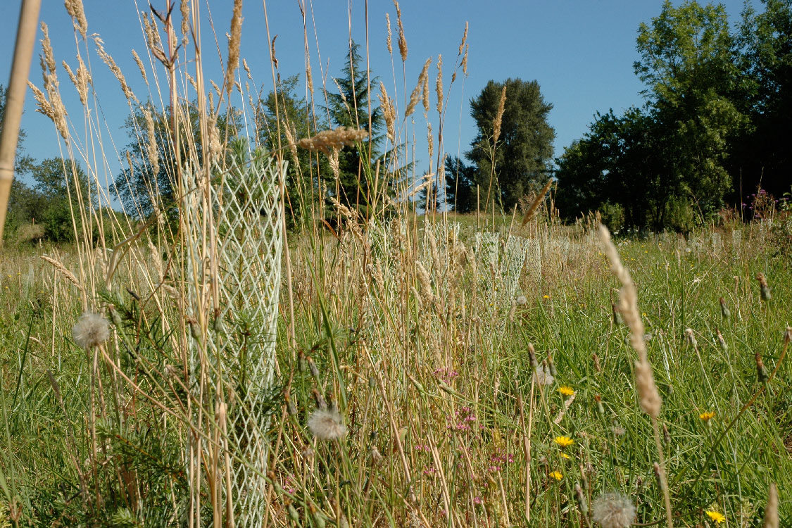 Sapling being protected at Graham Oaks Nature Park