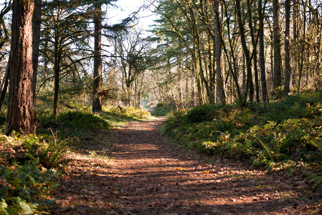 Canemah bluff trail