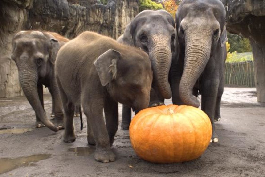 photo of elephants squishing squash