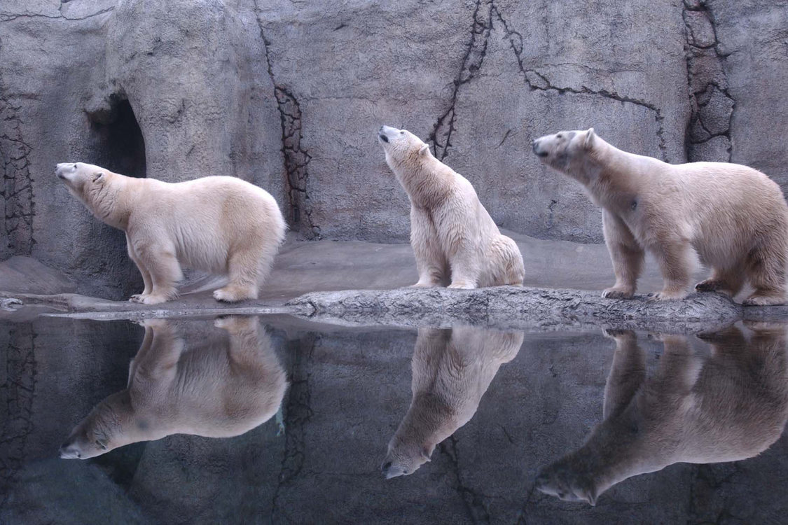 photo of polar bears at Oregon Zoo
