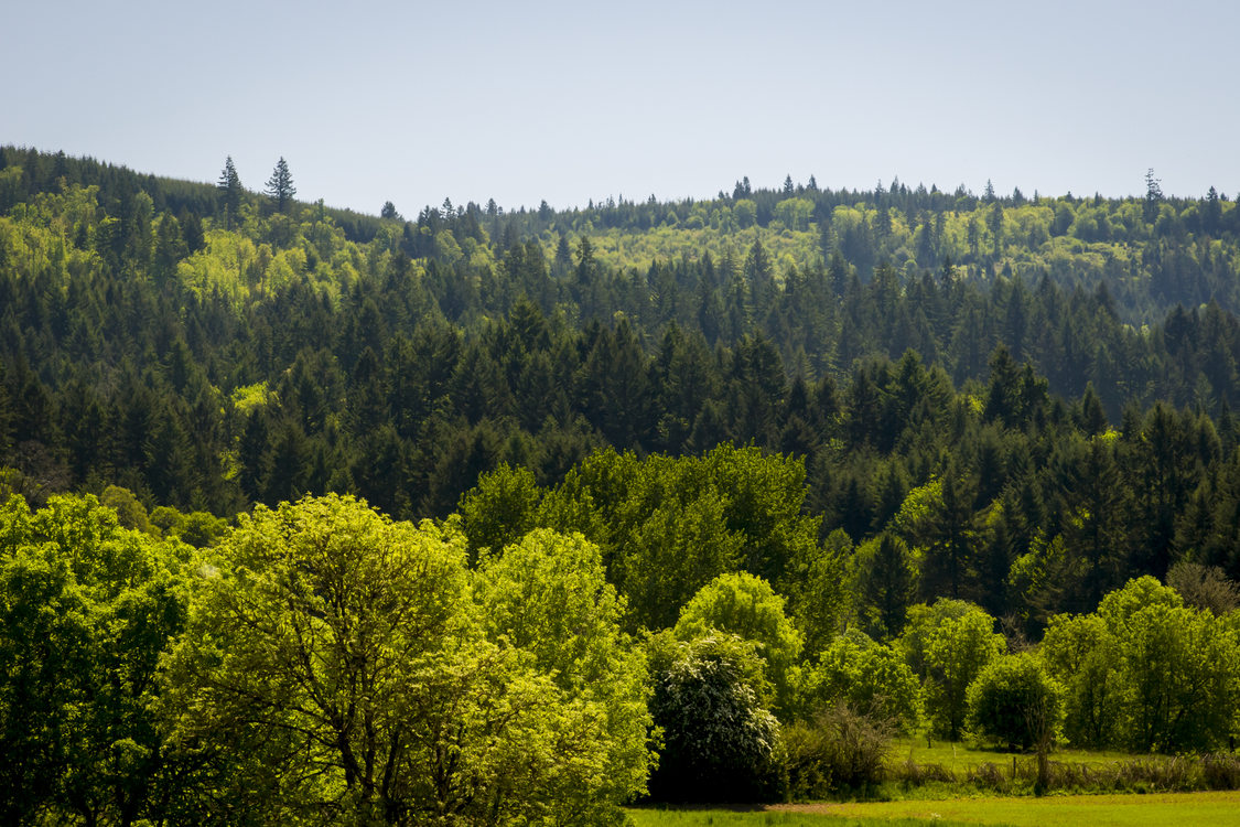 photo of Chehalem Ridge