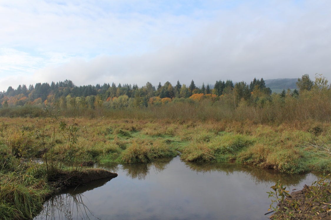 photo of Multnomah Channel Marsh