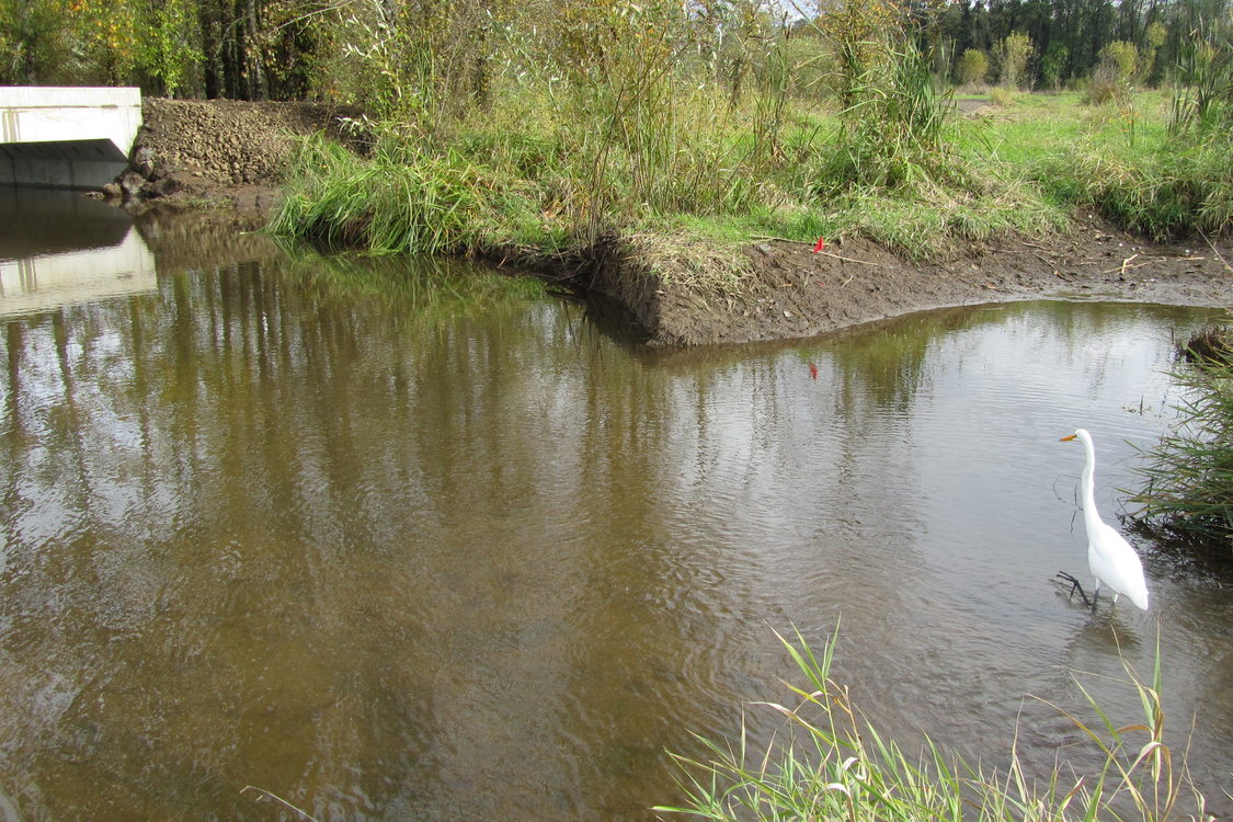 photo of Multnomah Channel Marsh egret