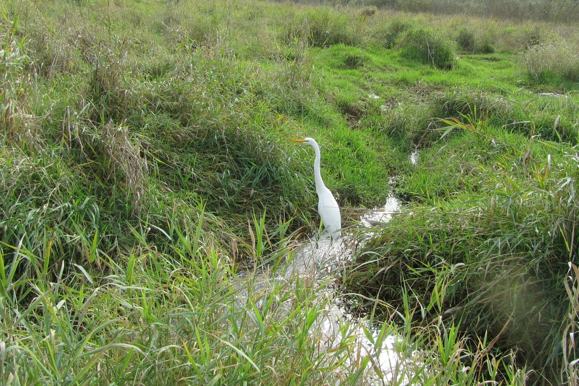 photo of Multnomah Channel Marsh egret