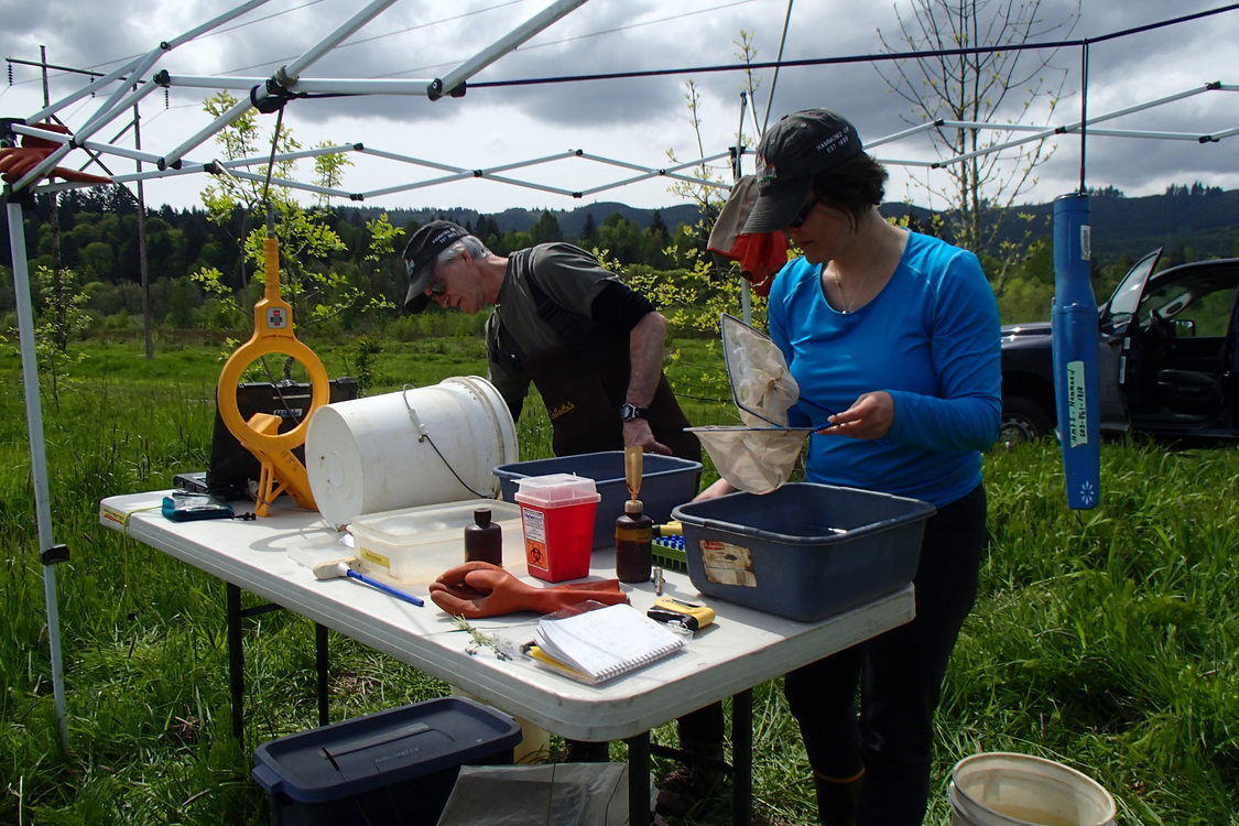 photo of Multnomah Channel Marsh fish monitoring