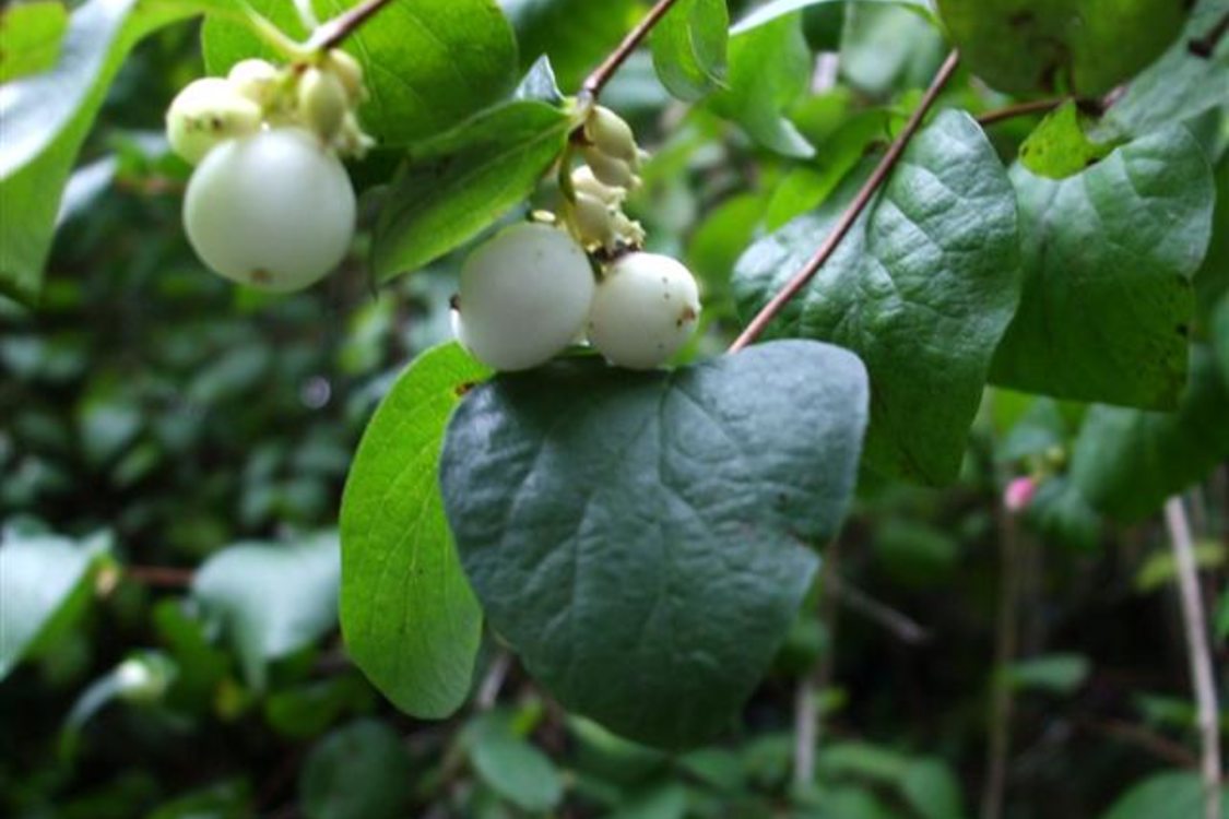 photo of white snowberries