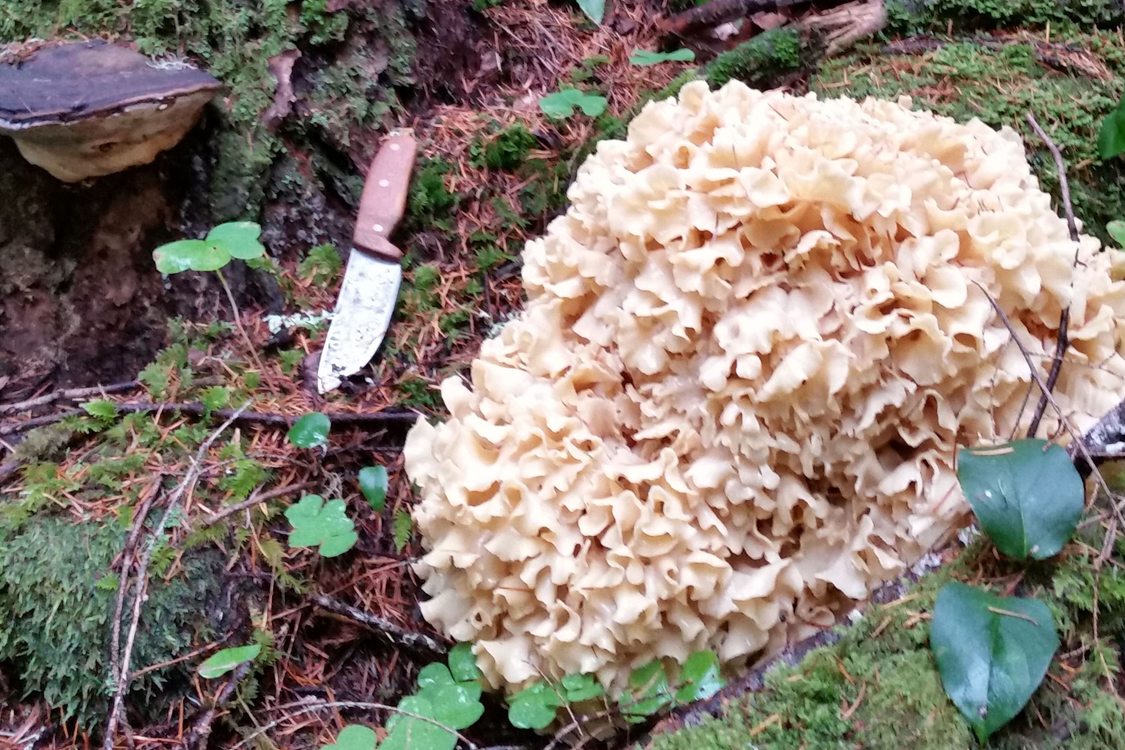 Large cauliflower mushroom, weighing more than 20 pounds, shown on forested floor. Moss, small vegetation, and fallen pine needles cover the area around the mushroom.