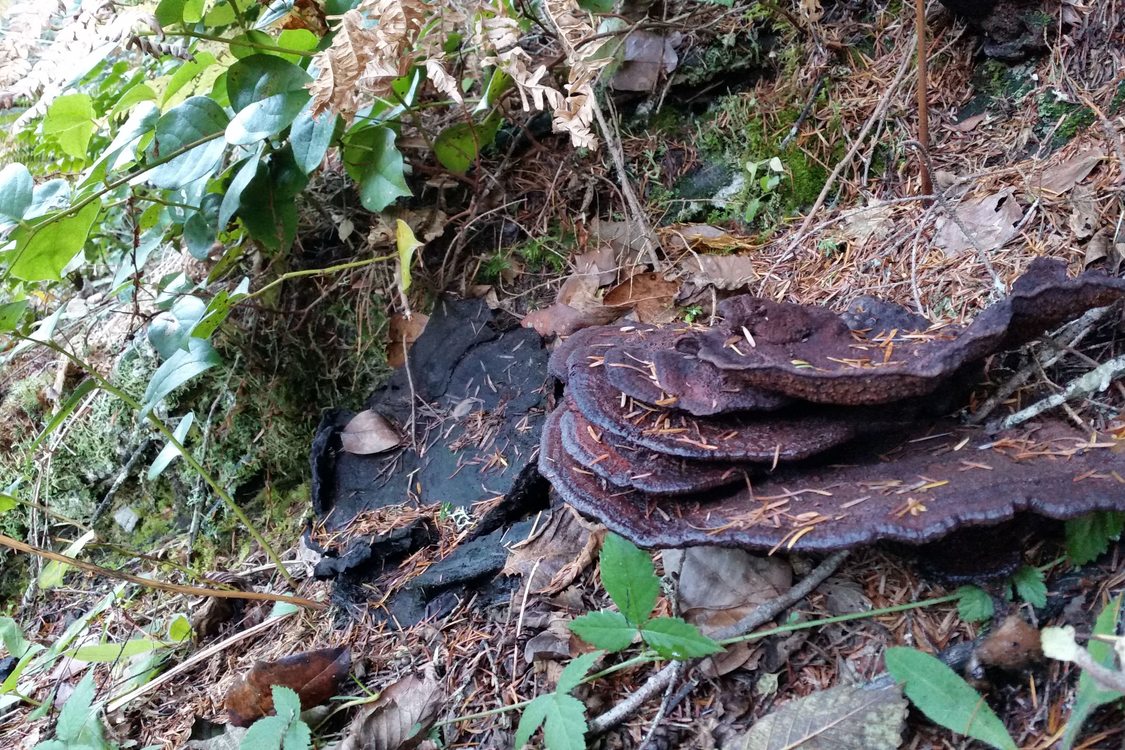 photo of dyer's polypore