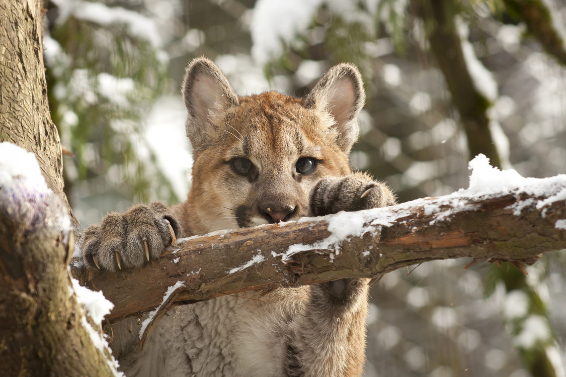 photo of cougar