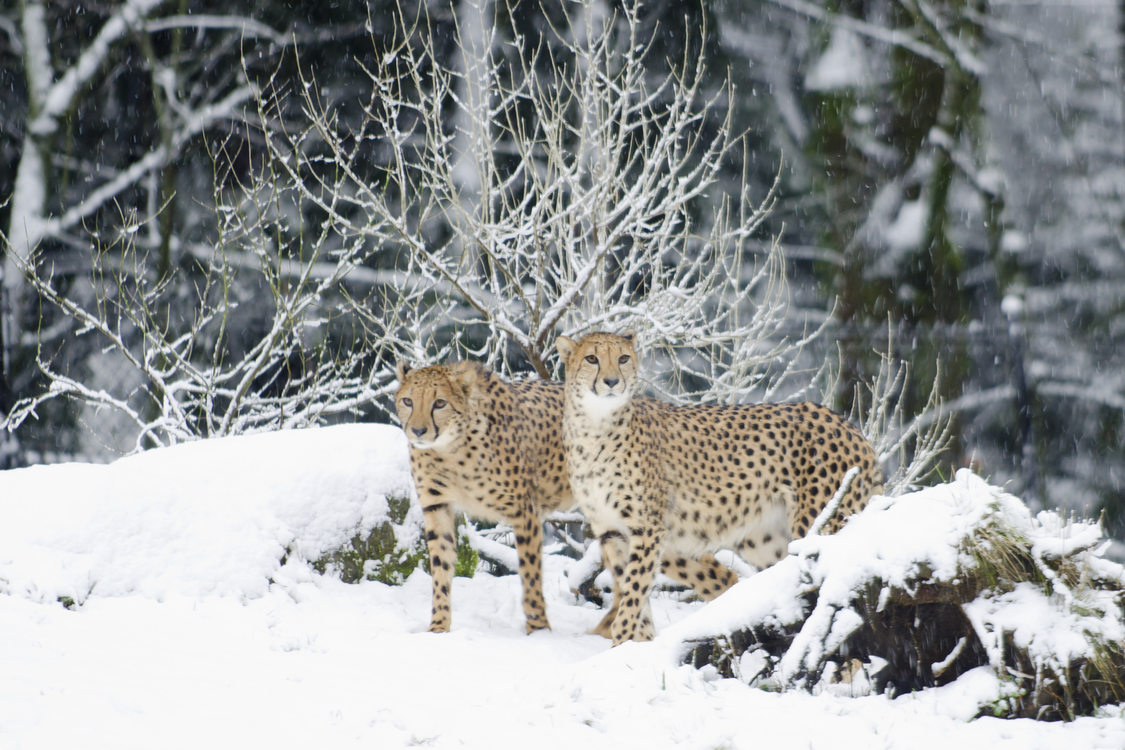 photo of cheetahs