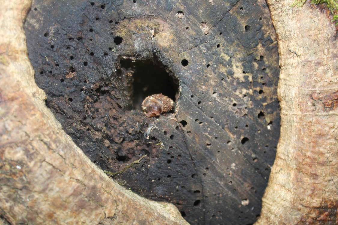 photo of tree snail