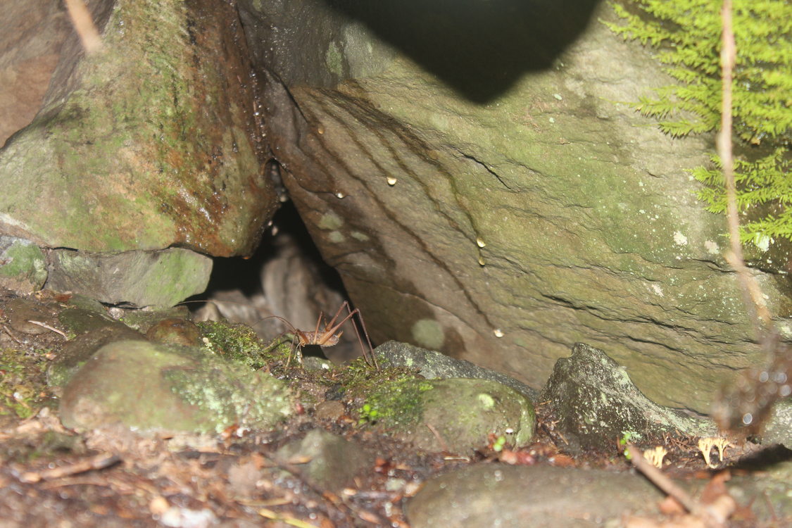 photo of cave cricket