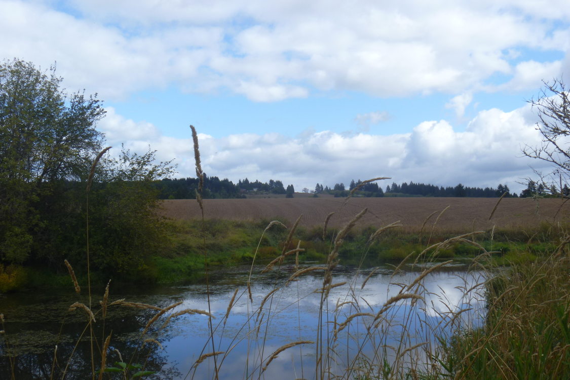 photo of Killin Wetlands