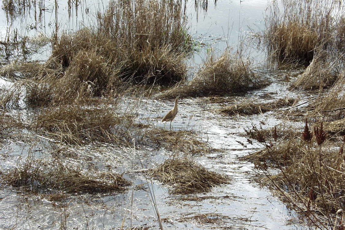 photo of Killin Wetlands