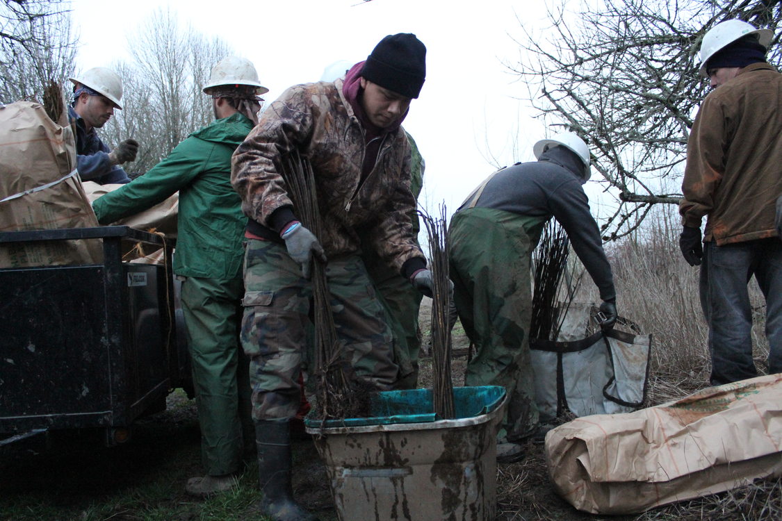 photo of planting crew dipping roots in water