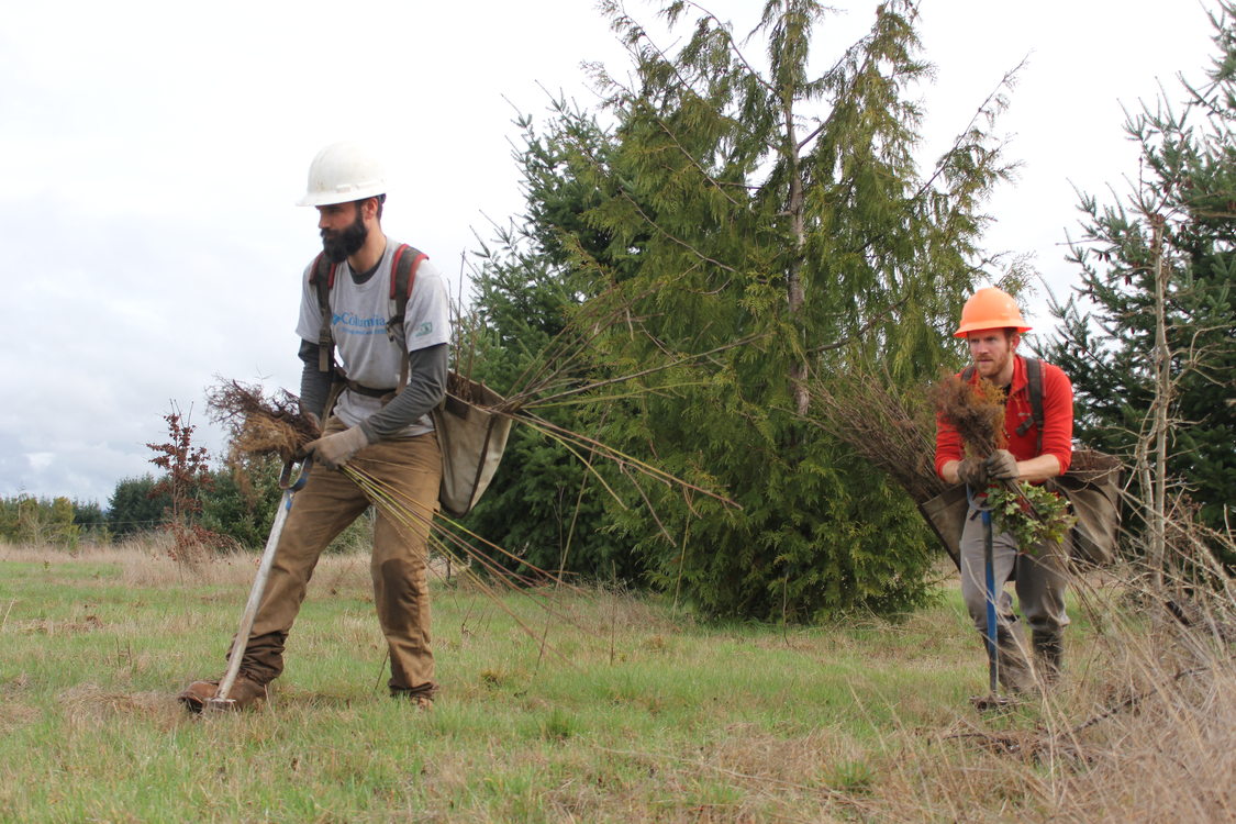 photo of planting at Clear Creek Natural Area