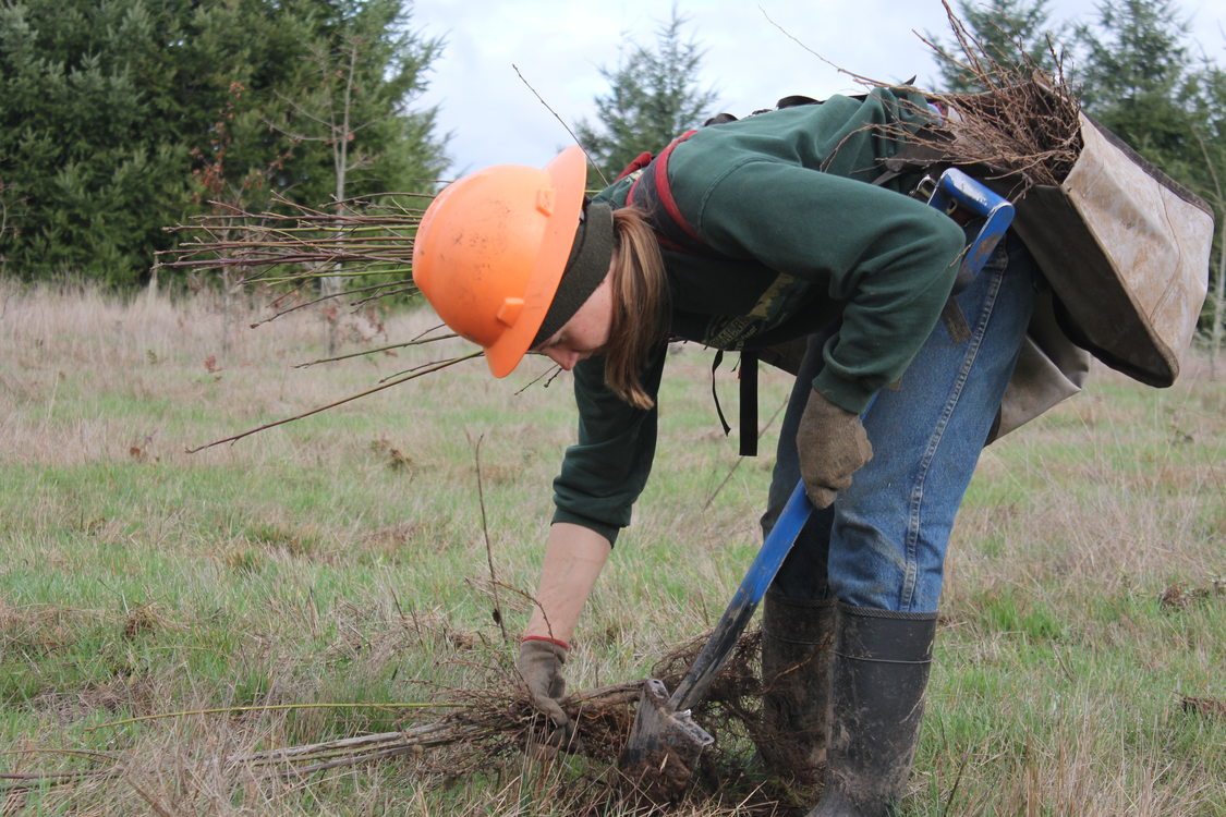 photo of planting at Clear Creek Natural Area