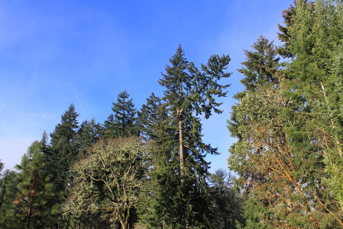 photo of snag being created at Maroon Ponds