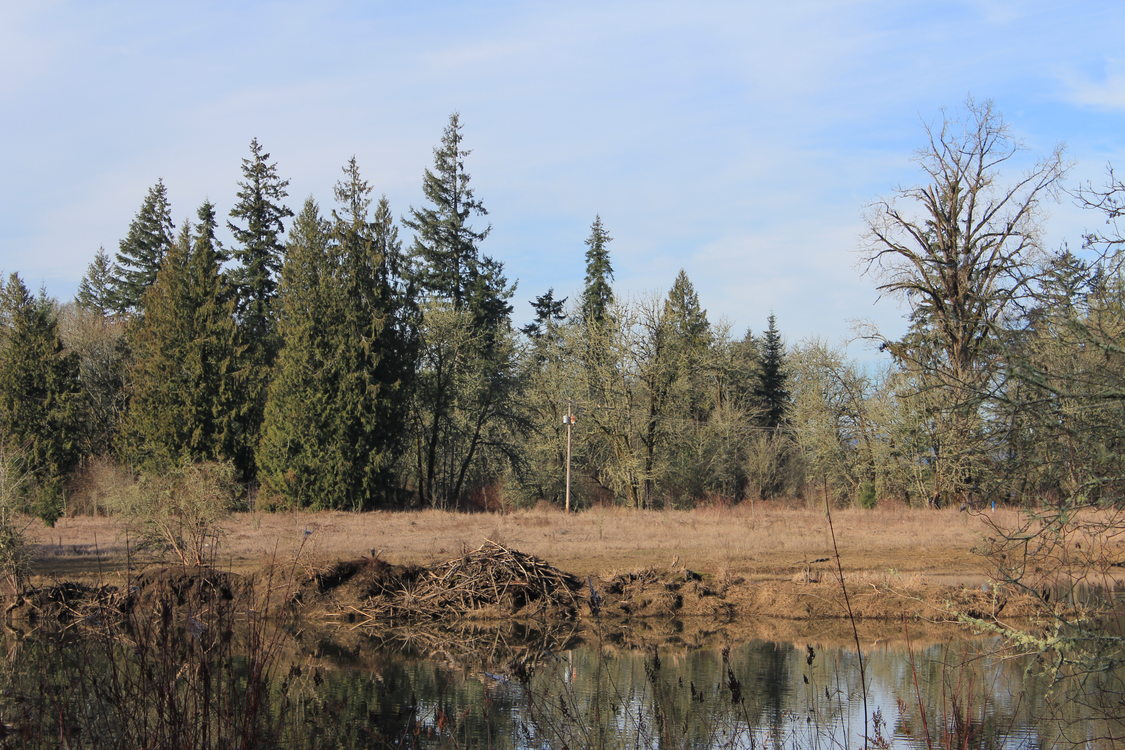 photo of beaver lodge at Maroon Ponds